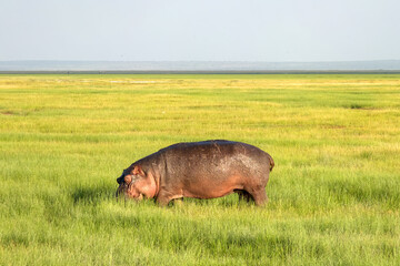 Hippo on the run on land in Masai Mara National Park in Kenya Hippopotamus amphibius