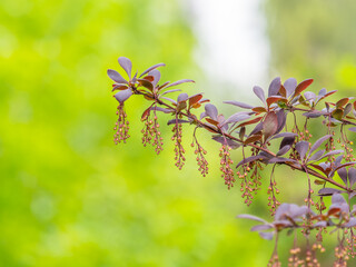 Bush of barberry in the spring with dark red leaves and small flowers. Branches of bushes with young red-orange leaves