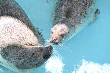 ２頭のゴマフアザラシ © gotoshoji