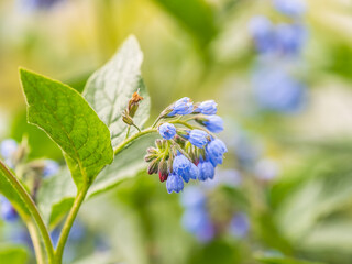 Beautiful blue flowers of Symphytum caucasicum, also known as Caucasian comfrey, blooming in spring park