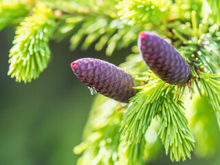 A young female cone of ordinary spruce, it is pink and its scales invitingly open in anticipation...