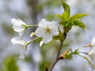 日本の伊豆の山に咲くイズザクラ