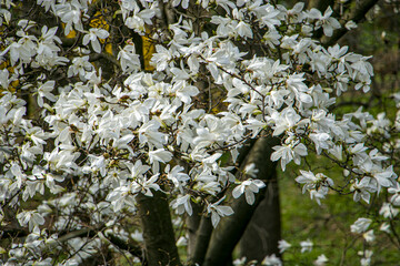White magnolia flowers. Tree without leaves with white magnolia flowers.Magnolia in spring.