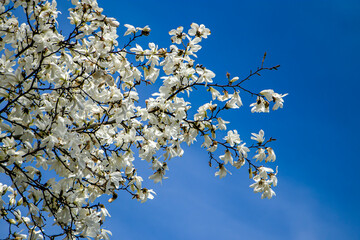 White magnolias and blue sky. Blooming branch of white magnolias against the blue sky.