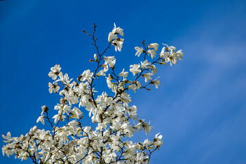 White magnolias and blue sky. Blooming branch of white magnolias against the blue sky.
