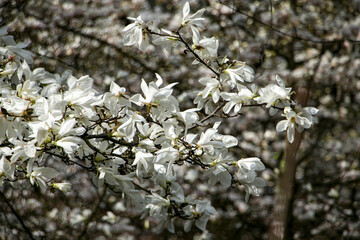 White magnolia flowers. Tree without leaves with white magnolia flowers.Magnolia in spring.