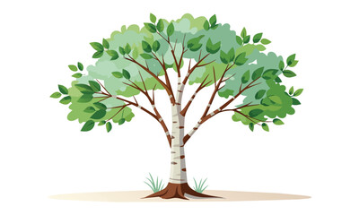 Birch tree isolated flat vector illustration on white background.