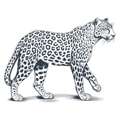 Cheetah wild cat engraving drawing engraved vector