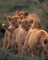lion cub and cubs