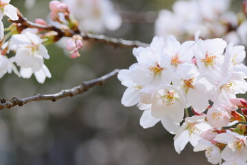 ソメイヨシノのクローズアップ