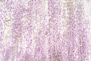 藤棚_滋賀県_吉田三大神社