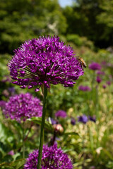 Allium, Purple Sensaton, flower with a bee in the Hermannshof Gardens in Weinheim, Germany on a spring day.