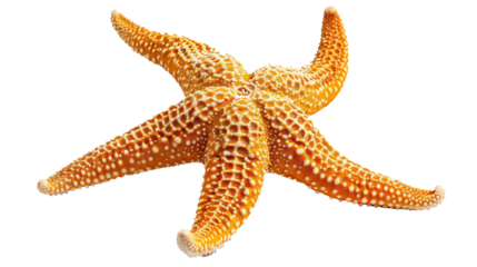 Isolated Starfish on White Background.