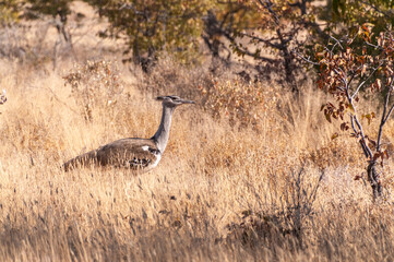 The Kori Bustard -Ardeotis kori- is considered to be the largest flying bird of Africa. Here it is...