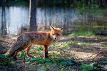 Fototapeta premium Red fox standing in a forest by water
