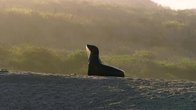 Galapagos Sea Lion basking n the sun at sunset hours.