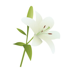 white lily flower