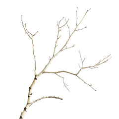 Bare tree in transparent bgness with no leaves