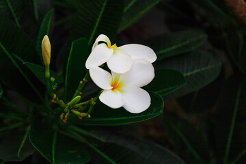 white crocus flower