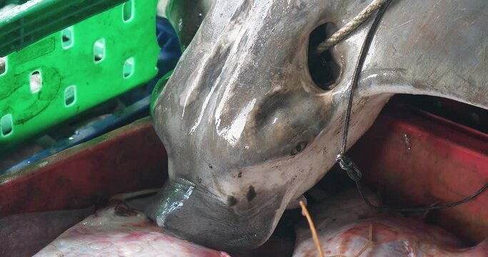 Close-up of a dead stingray's head in the trailer.  This stingray was caught by a fisherman 