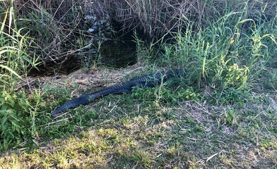Large Alligator at Everglades Florida