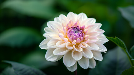 Dahlia Flower Close-Up with Radiant Petal Tips