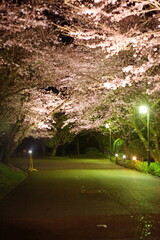 Cherry trees are blooming! It's officially spring now