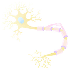 The neurons is a part of every human body. An hand drawn illustration of anatomy.