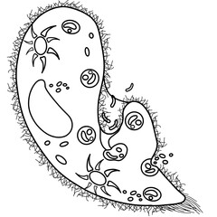 The paramecium is a part of every human body. An hand drawn illustration of anatomy.