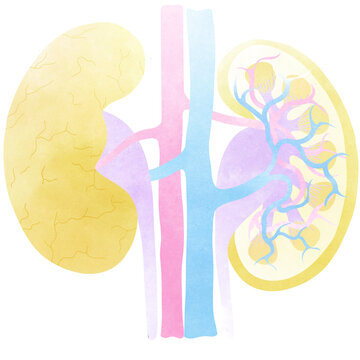 This is the internal system of the kidneys. An hand drawn illustration of anatomy.