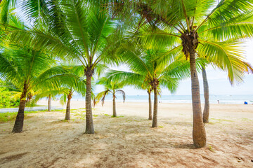 Coconut forest beach scenery at Coconut Dream Corridor in Sanya, Hainan, China