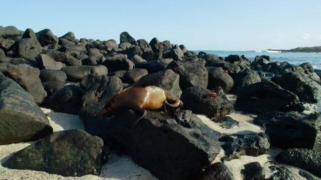 Young Sea Lion scratching its belly on black beach rocks.
