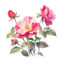 Beautiful realistic watercolor rose hip flower plant isolated on white background. Detailed closeup digital botanical watercolor illustration of pink wild rose for a poster, postcard, stationery