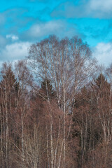 Spring trees by Skreia in the cultural landscape of Toten.