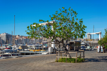 Figuier sur le Vieux-Port de Marseille