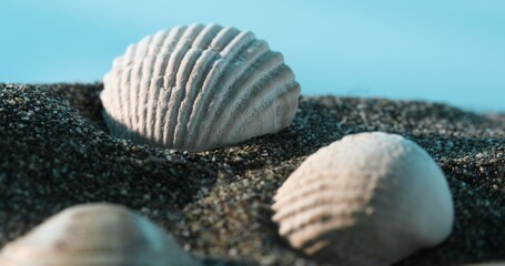 Obraz na płótnie Canvas Seashell Patterns on Shoreline. Close-up, shallow dof.