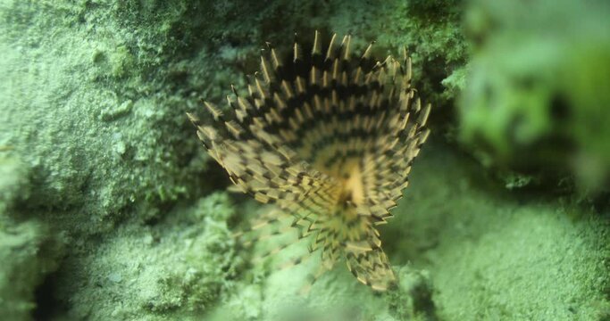 Sabella Spallanzanii hiding between  the Coral Reef of the Red Sea of Egypt haete worms in the family Sabellidae. Common names include the Mediterranean fanworm, the feather duster worm
shot on 4K
