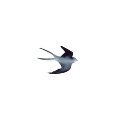 Obraz premium Swallow, martlet. Clear white sky, bird in natural habitat. Barn swallow flying, wings spread. Hirundo rustica on white background. Wildlife. Tattoo design, watercolor art, wild animals, free 