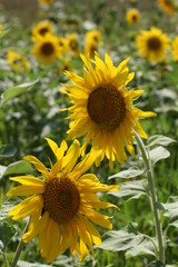 Heads of Blooming Sunflowers
