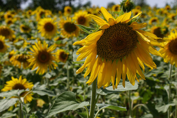 Heads of Blooming Sunflowers
