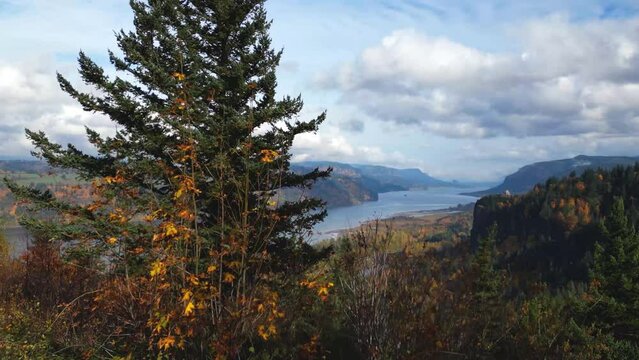 Drone shot of the Columbia River Gorge in Oregon panning up a pine tree to reveal a beautiful river scene with a dramatic cloudy sky in the fall.