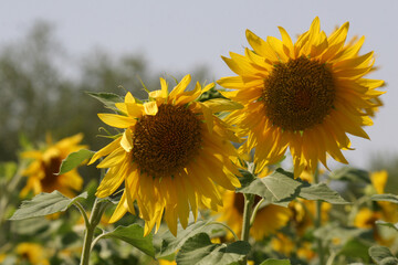 Heads of Blooming Sunflowers

