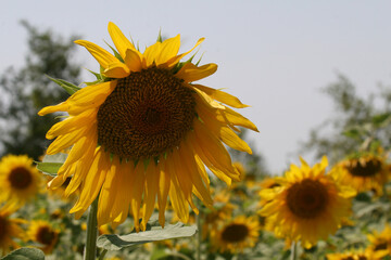 Heads of Blooming Sunflowers
