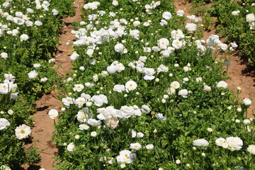 white ranunculus field