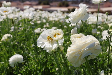 white ranunculus flowers