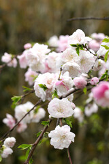 明るい白と淡紅色の満開に咲くしだれ桃の木の花枝（自然光＋ストロボ、マクロ接写撮影）