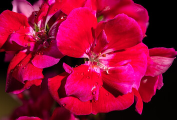 Red kalanchoe flowers on a black background