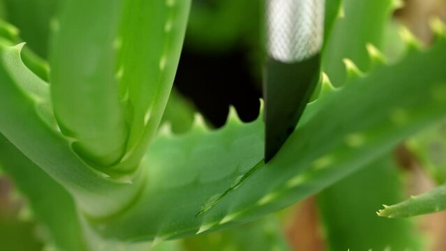 4 k close up footage a scalpel slowly and carefully cuts a fresh, juicy green aloe leaf. The rich in antibacterial and healing properties plant is prepared for use in cosmetology and medicine