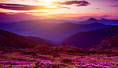 blooming pink rhododendron flowers, amazing panoramic nature scenery, border Ukraine and Romania,...