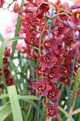 greenhouse orchid